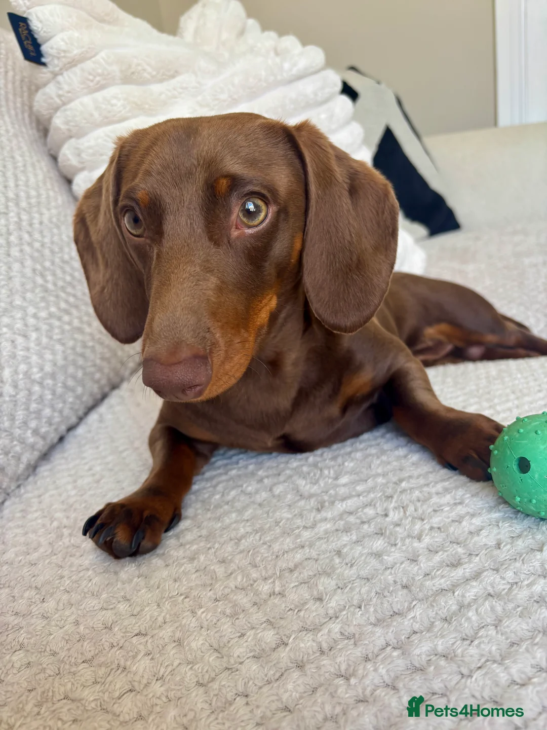 Dachshund dogs for stud: Richmond the stud  - Advert 6