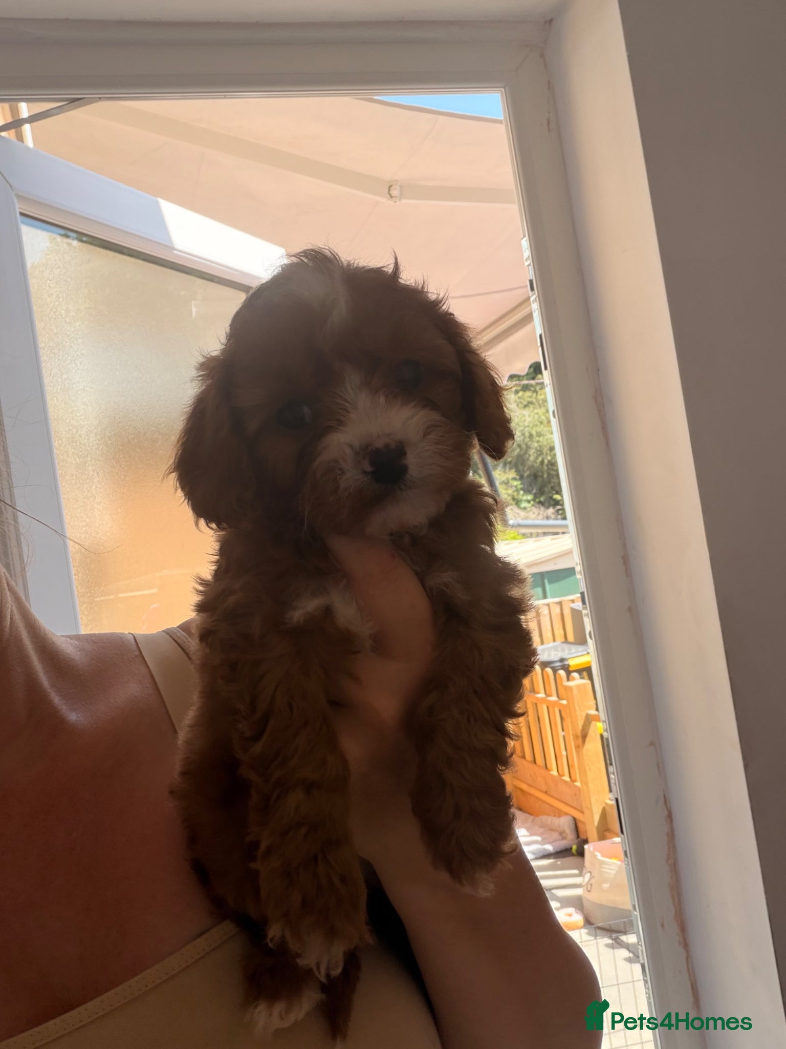 Cavapoo dogs F1 cavapoos 🥰dna health clear parents,💙🩷  - Advert 2