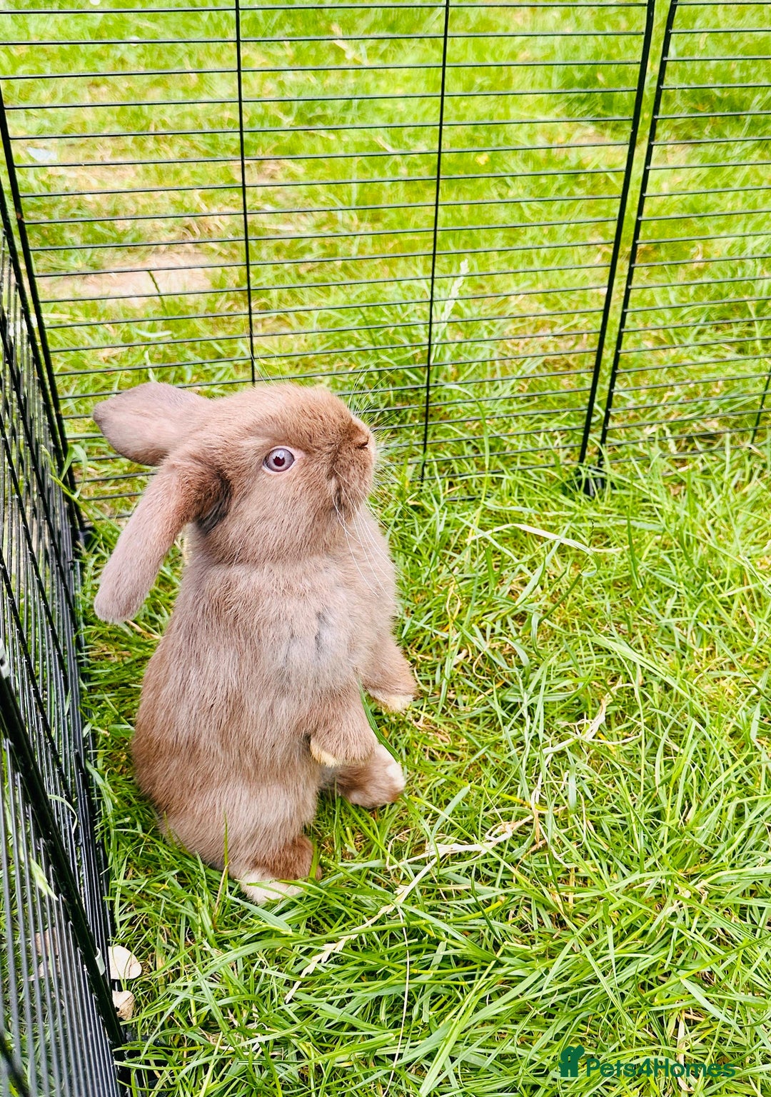 Mini Lop rabbits for sale: Adorable Mini Lop Rabbits Ready for New Homes - Image 7