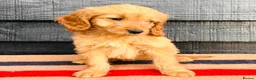 Mini Goldendoodle dogs for sale: 🧡❤️ GORGEOUS MINI GOLDENDOODLE PUPPIES ❤️🧡 - Advert 12