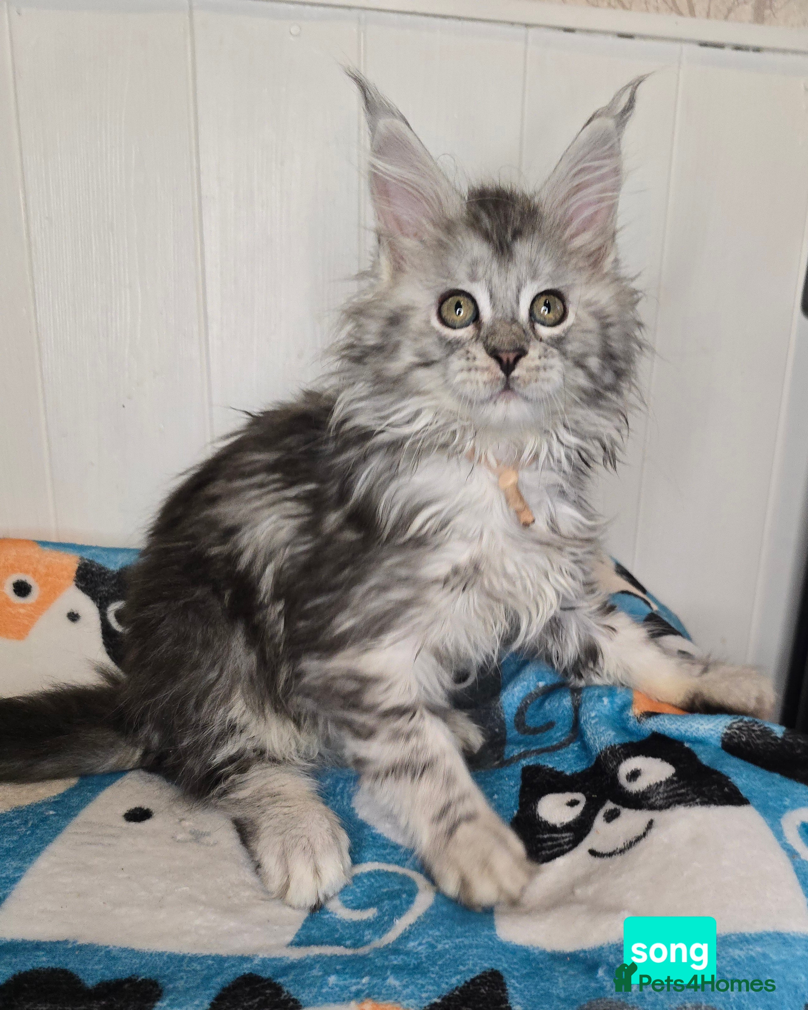 Maine Coon cats Stunning Silver Tica Pedigree Maine Coon Kittens - Advert 1