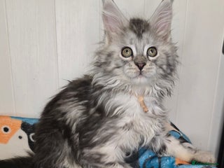 Maine Coon cats Stunning Silver Tica Pedigree Maine Coon Kittens - Advert 1