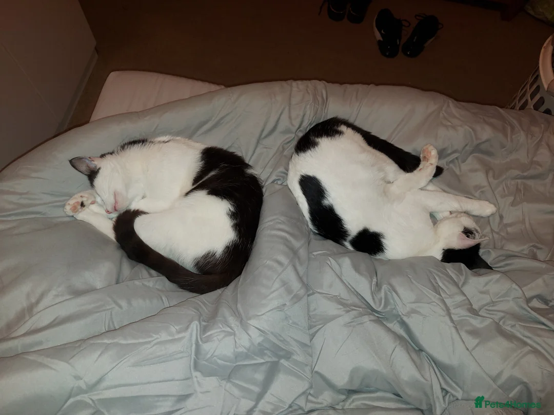 Mixed Breed cats for sale: Free to good homes - Advert 4