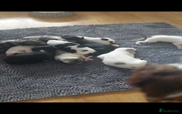 Mixed Breed dogs for sale: English springer spaniels x blue merle lurcher - Advert 1