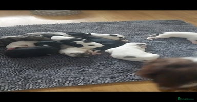 Mixed Breed dogs English springer spaniels x blue merle lurcher - Advert 4