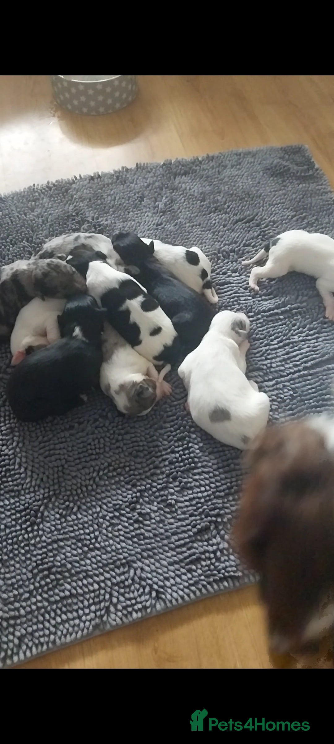 Mixed Breed dogs for sale: English springer spaniels x blue merle lurcher - Advert 1