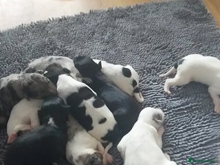 Mixed Breed dogs for sale: English springer spaniels x blue merle lurcher - Advert 1