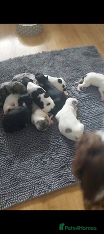 Mixed Breed dogs English springer spaniels x blue merle lurcher - Advert 1