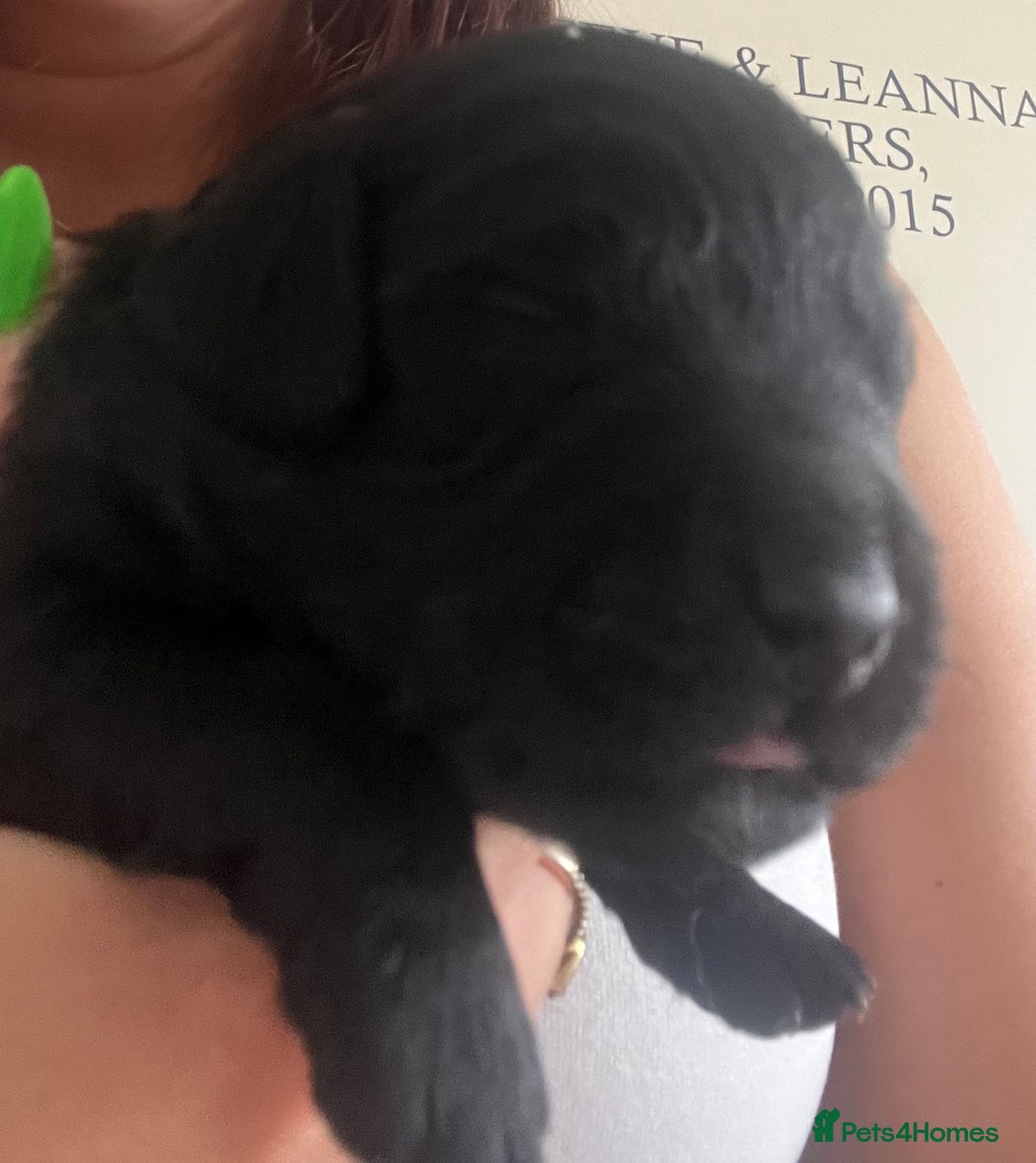 Cavapoo dogs for sale: Cute cavas for best homes only!  - Image 18