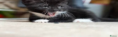 Mixed Breed Kitten 5
