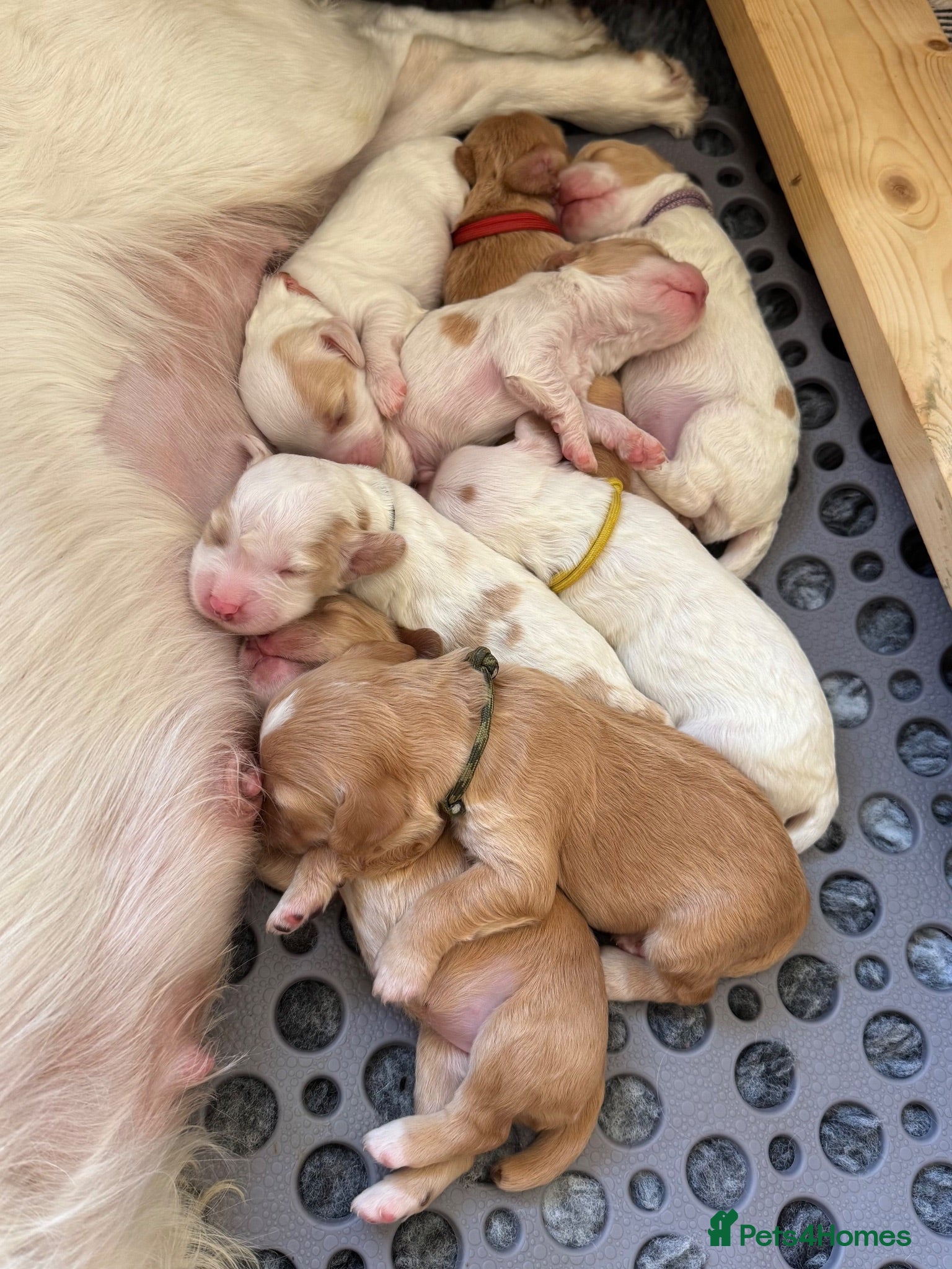 Sprocker dogs Gorgeous Sprocker Spaniel Puppies - Advert 1