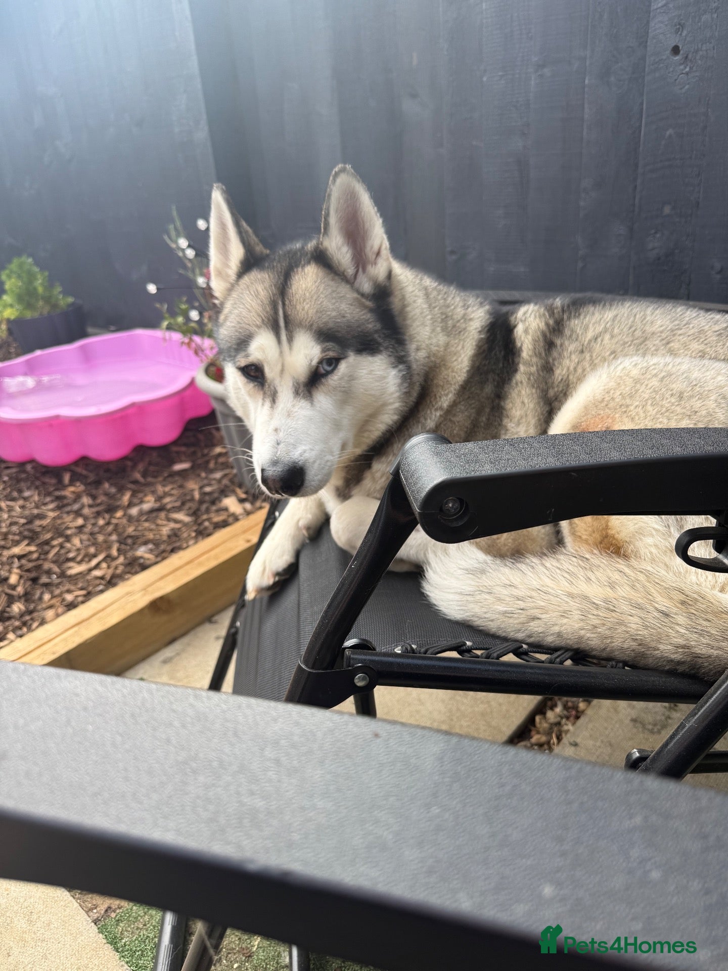 Siberian Husky dogs Siberian husky  - Advert 6