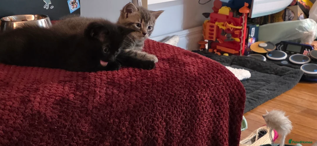 Mixed Breed cats for sale: 2 beautiful kittens for sale - Advert 10