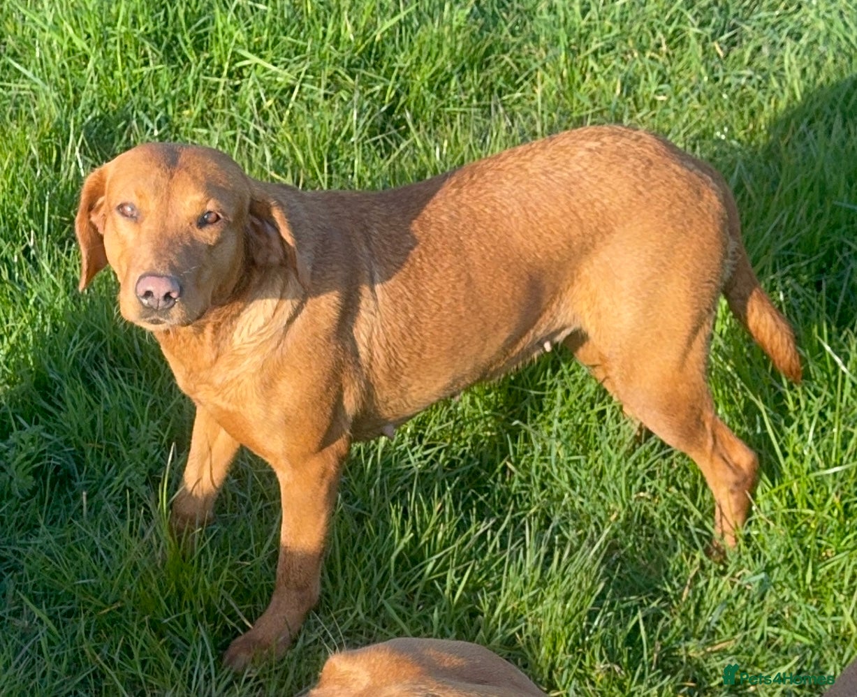 Labrador Retriever dogs THREE 6 YR OLD WORKING LABS. HIP ELBOW DNA PERFECT - Advert 6