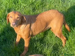 Labrador Retriever dogs THREE 6 YR OLD WORKING LABS. HIP ELBOW DNA PERFECT - Advert 6