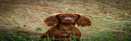 Cocker Spaniel dogs for stud: Stunning Proven Working Cocker Spaniel at Stud in Melton Mowbray - Advert 6