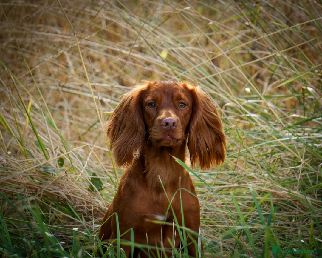 Cocker Spaniel dogs for stud: Stunning Proven Working Cocker Spaniel at Stud in Melton Mowbray - Advert 7