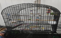 Budgerigars birds for sale: Tame Senegal parrot! With Full Set Up! - Image 5