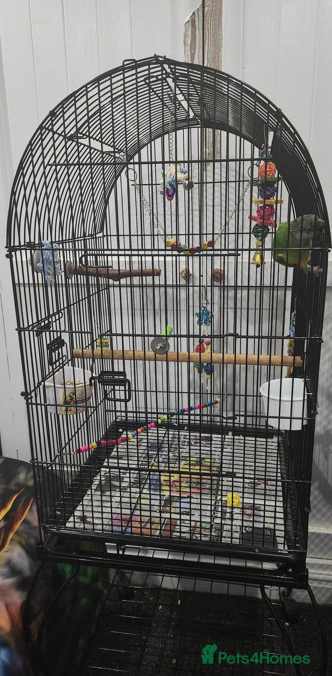 Budgerigars birds for sale: Tame Senegal parrot! With Full Set Up! - Image 5