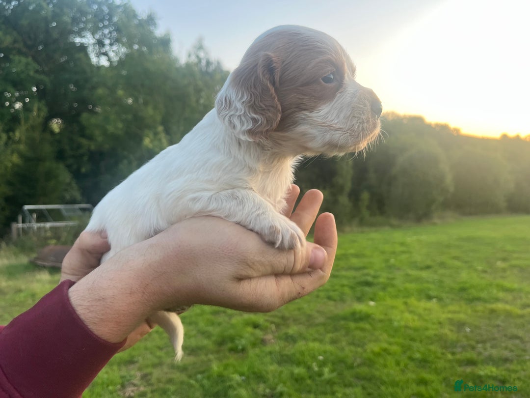 Sprocker dogs for sale: Sprocker puppies for sale   - Image 6