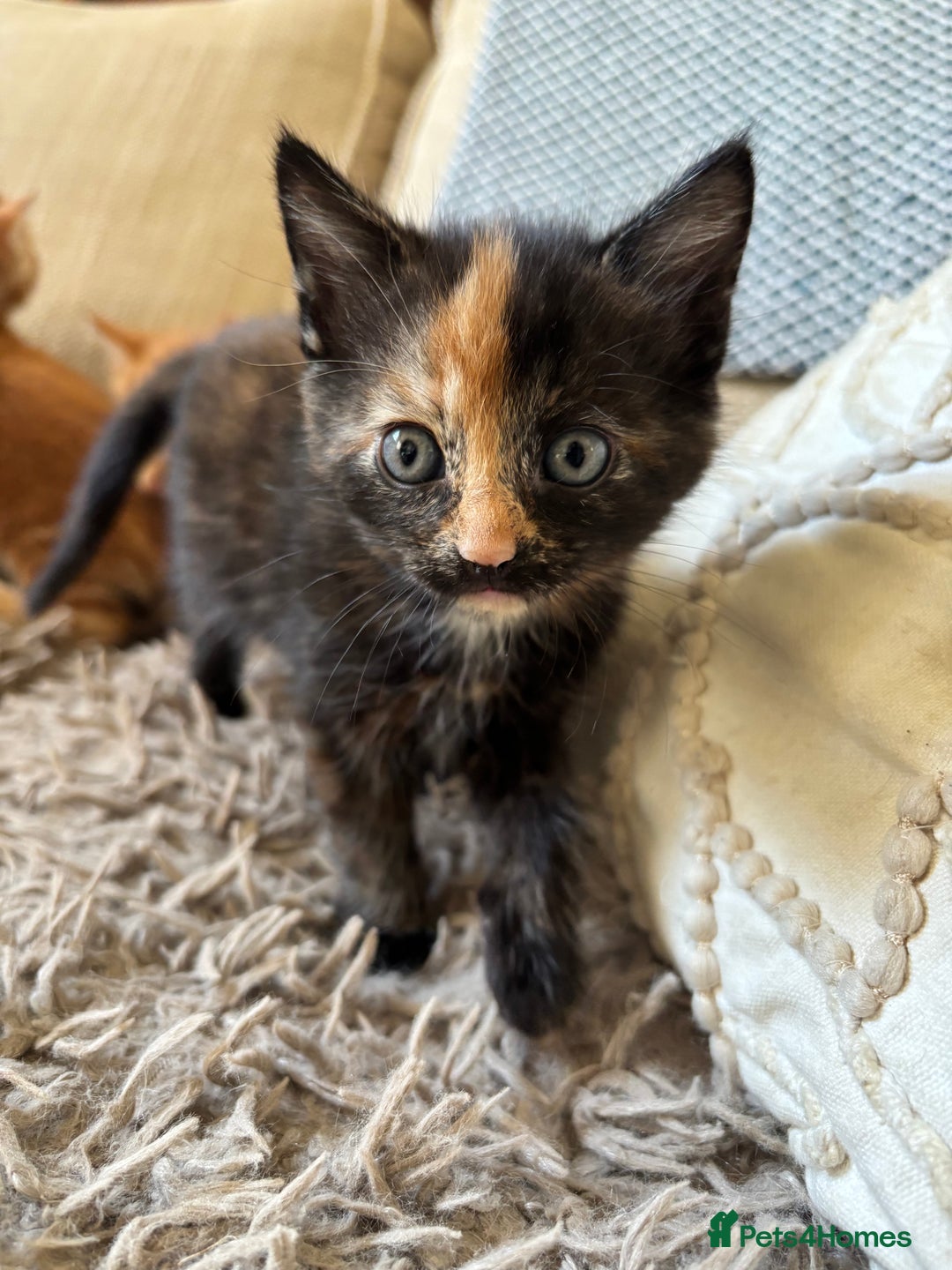 Mixed Breed cats for sale: 3 gorgeous kittens available  - Image 5