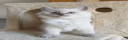 Ragdoll cats for sale: Aristocats Ragdolls Rare Flamepoint Baby Girl.  - Advert 3