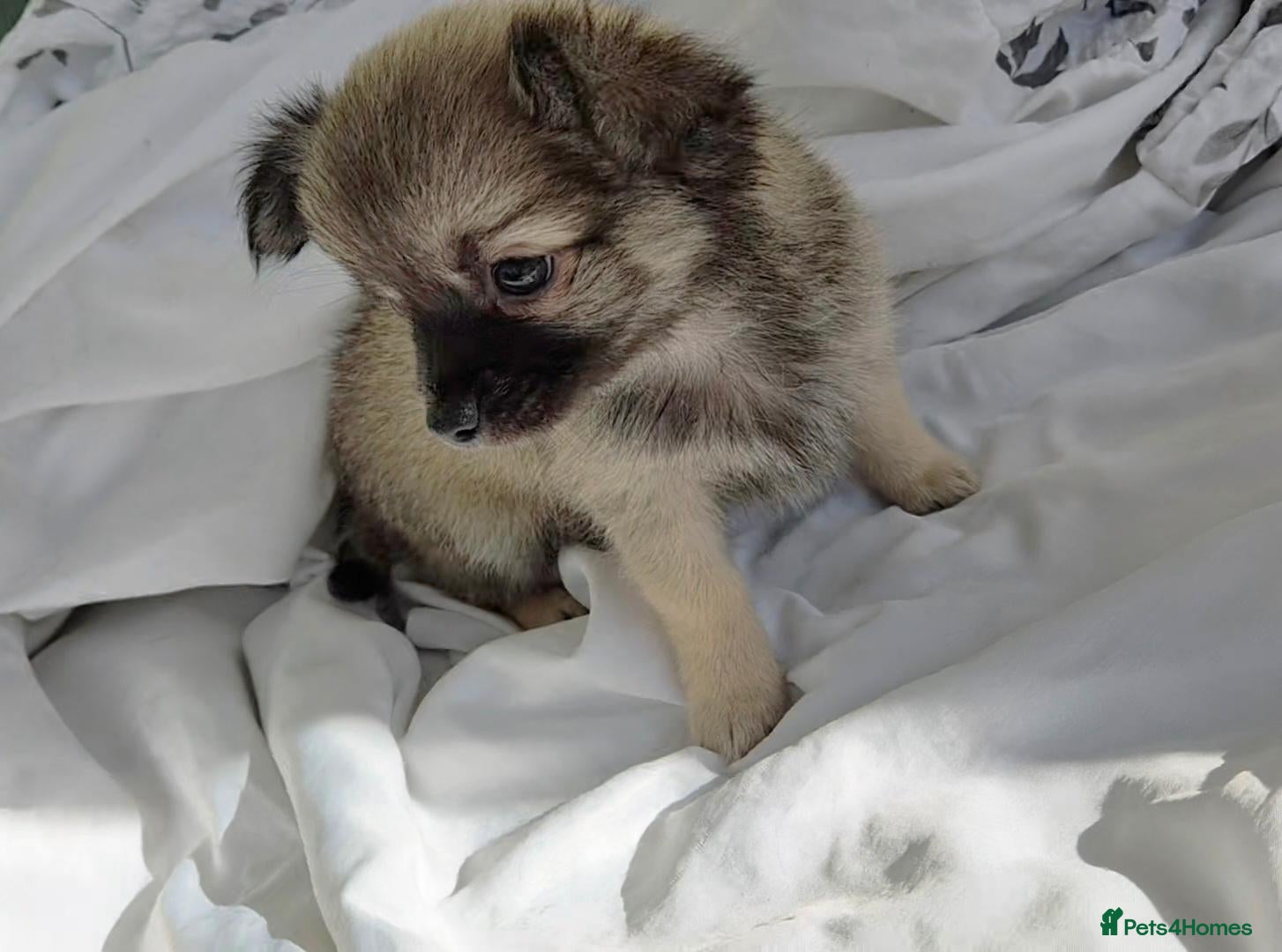 Chihuahua dogs **last boy available**long Coat Chihuahua pup - Advert 9