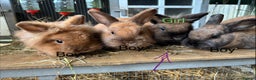 Mixed Breed rabbits for sale: Four angora crossed rabbits for sale - Advert 2
