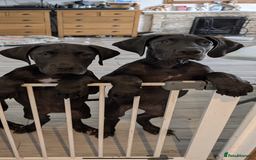 Great Dane dogs for sale: 2 beautiful black Great Danes - Image 7