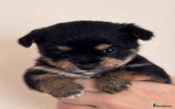 Mixed Breed dogs for sale: Jorkie girl  - Image 4