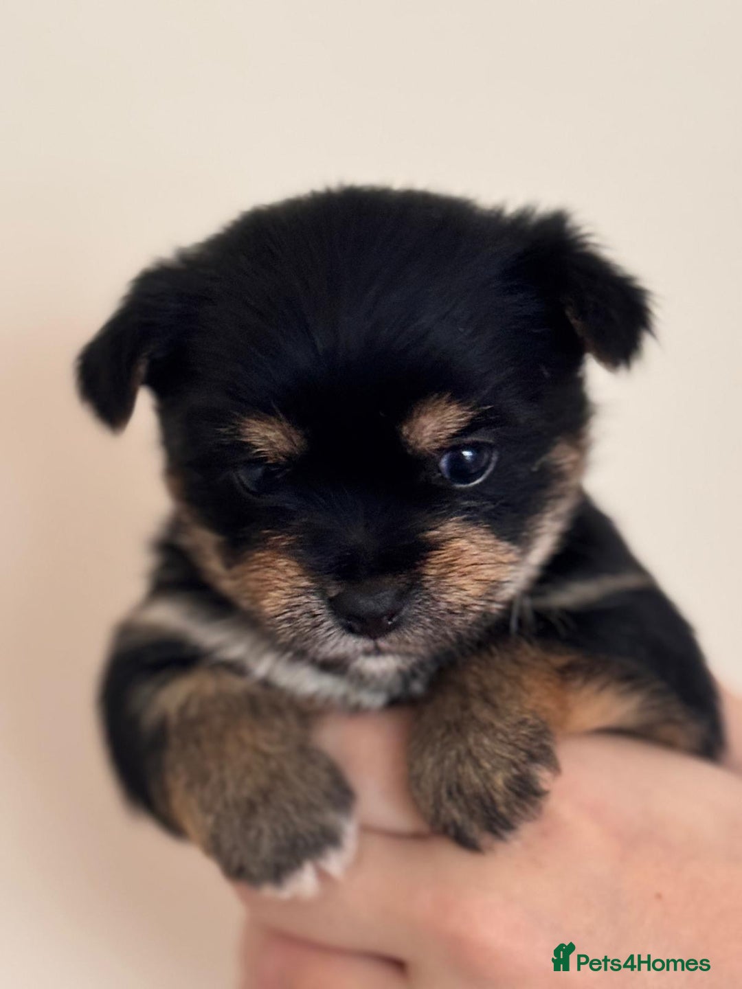 Mixed Breed dogs for sale: Jorkie girl  - Image 4
