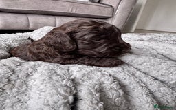 Cockapoo dogs for sale: Cockerpoos  - Image 6