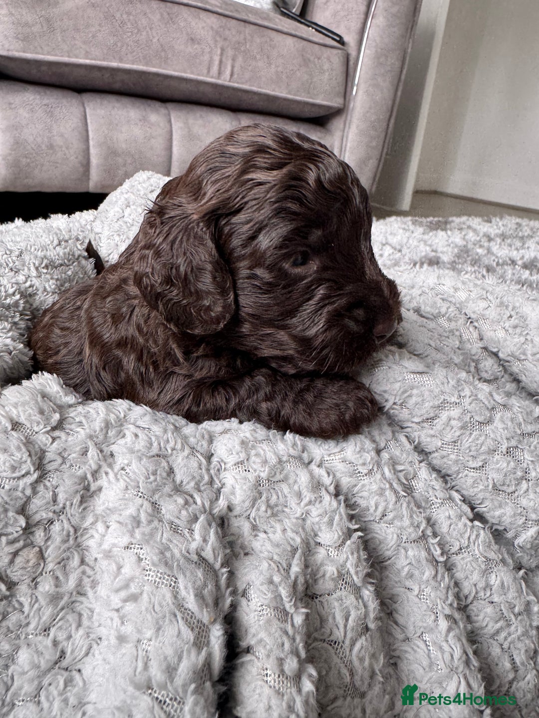 Cockapoo dogs for sale: Cockerpoos  - Image 6