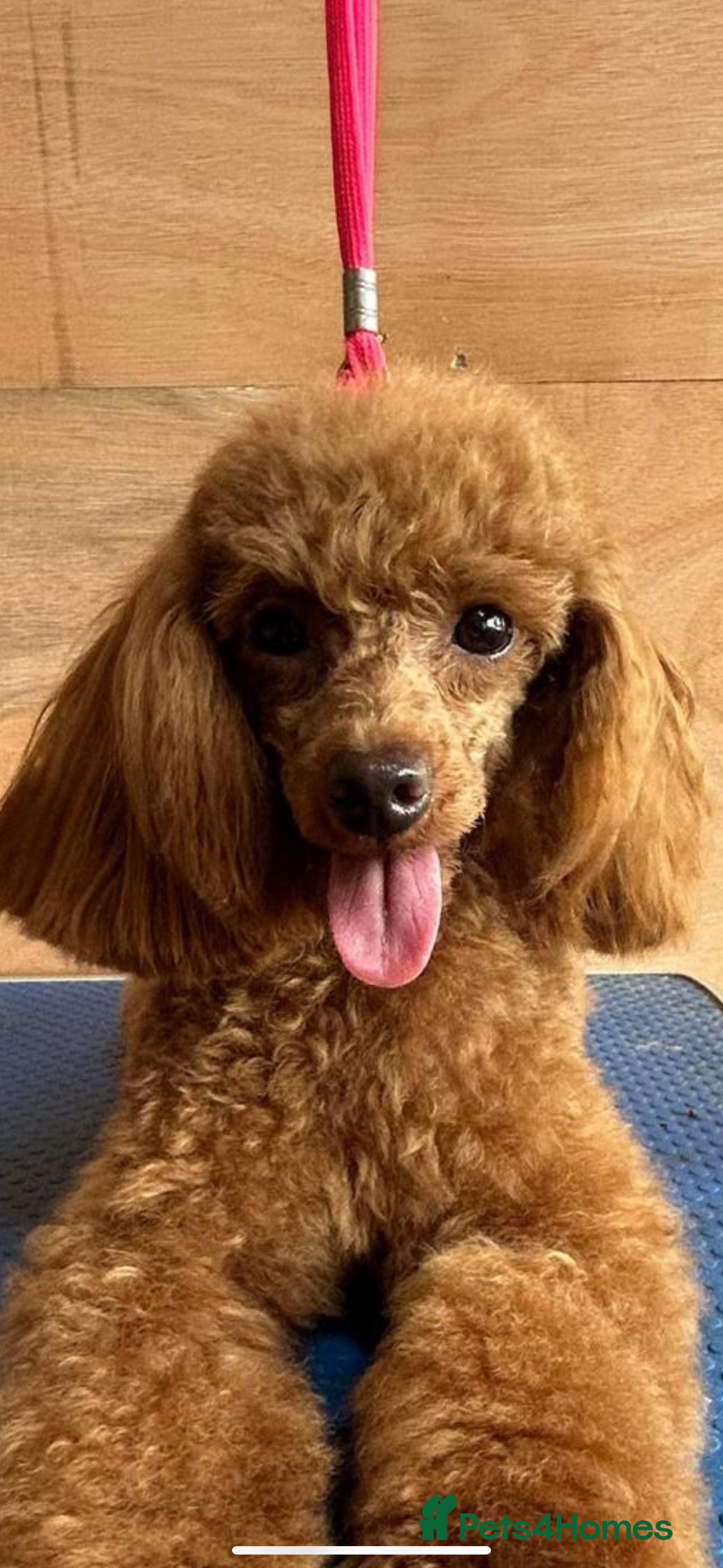 Toy Poodle dogs KC Registered Toy Poodle Male  - Advert 1