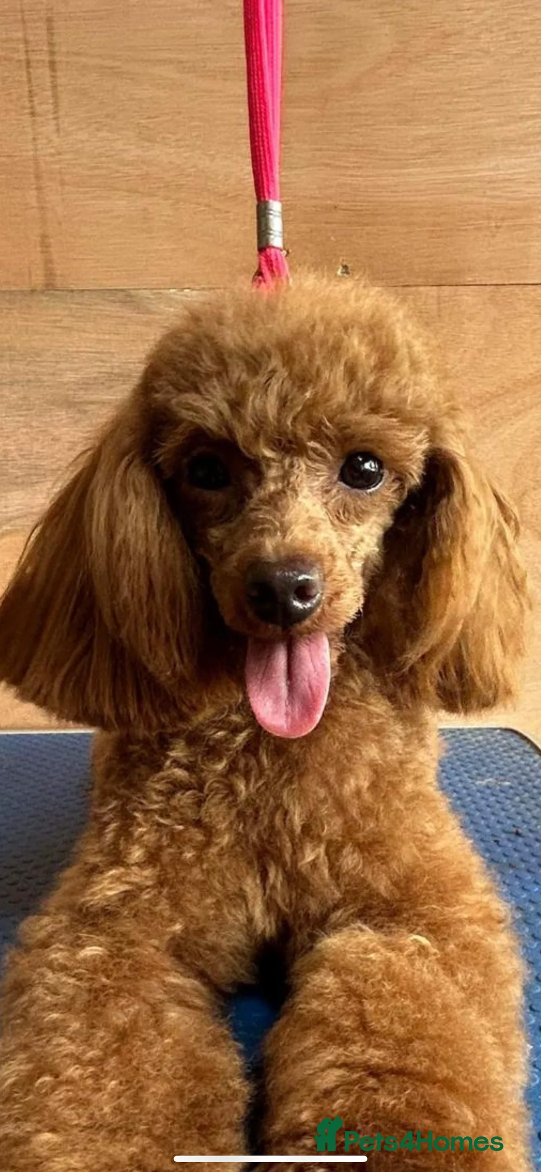 Toy Poodle dogs for stud: KC Registered Toy Poodle Male  - Advert 1