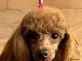 Toy Poodle dogs KC Registered Toy Poodle Male - Advert 1