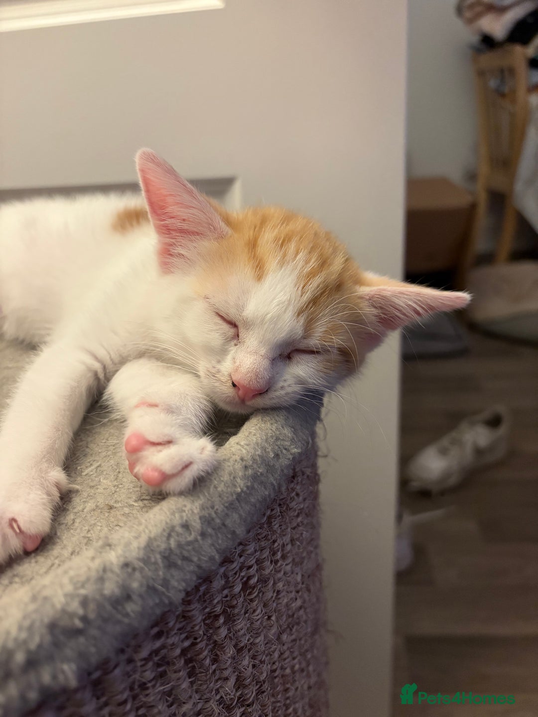 Mixed Breed cats for sale: Kittens for sale  - Image 3