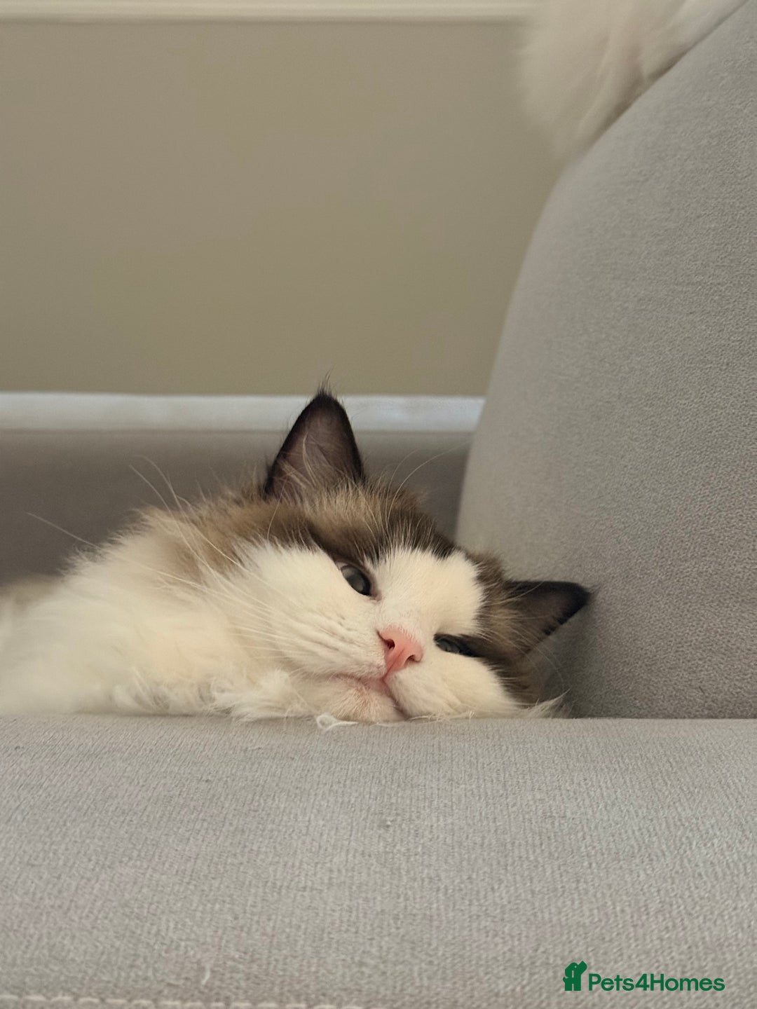 Ragdoll cats for sale: 10 Month Female GCCF Ragdoll Seeking Forever Home - Advert 12