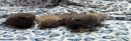 British Shorthair cats for sale: Pedigree British Blue/ Lilac Kittens - Advert 14