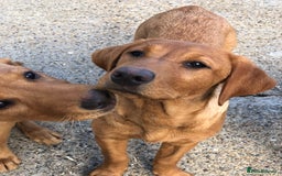 Labrador Retriever dogs for sale: 1 FOXRED LABRADOR PUPPY 5* Licensed breeder - Image 3