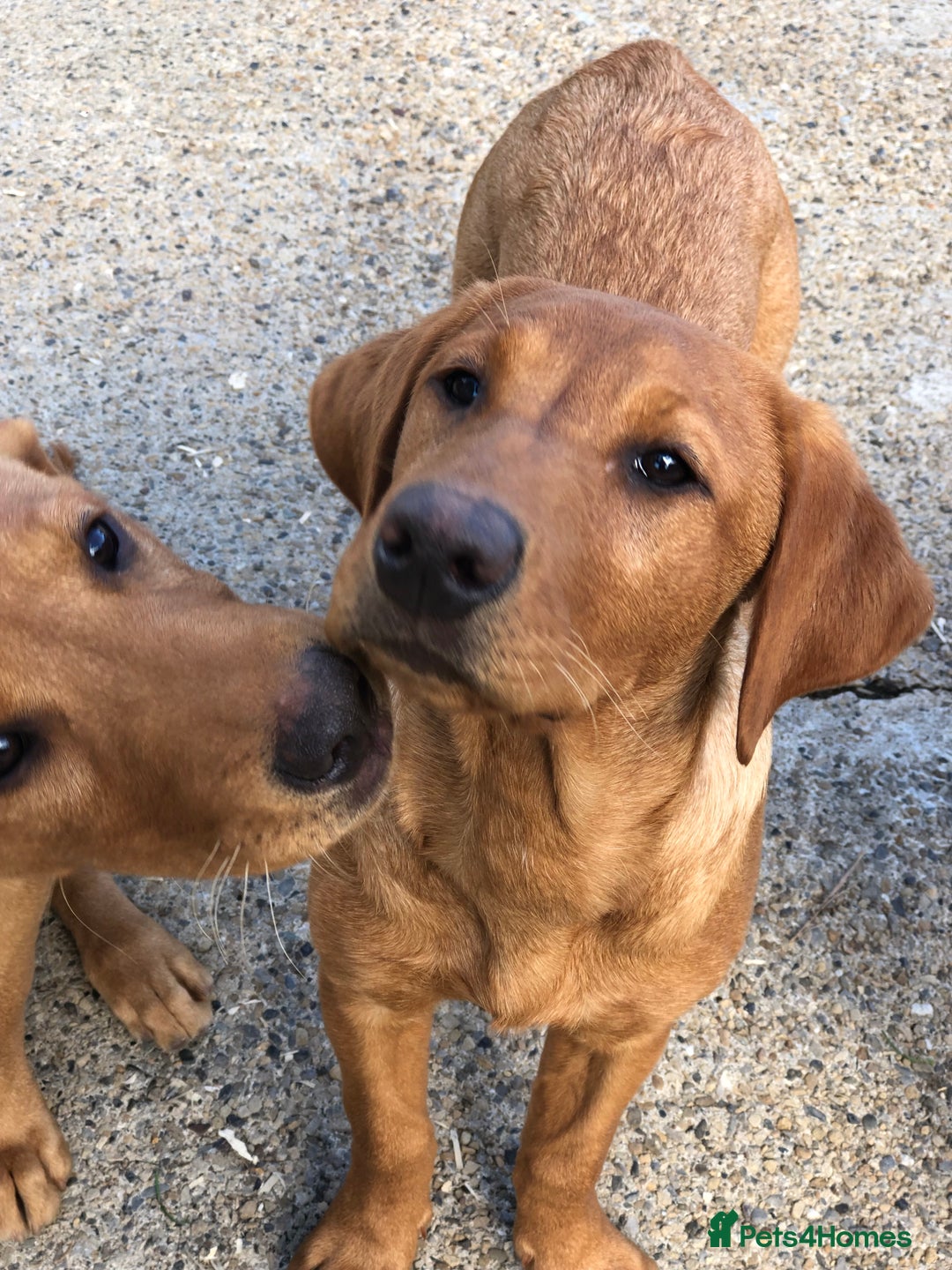 Labrador Retriever dogs for sale: 1 FOXRED LABRADOR PUPPY 5* Licensed breeder - Image 3