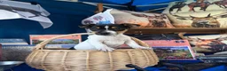 Jack Russell dogs for stud: STUD  - Advert 7