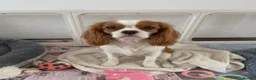 Cavapoo dogs for sale: 2 Beautiful Red Toy Cavapoo Puppies  in London - Advert 3