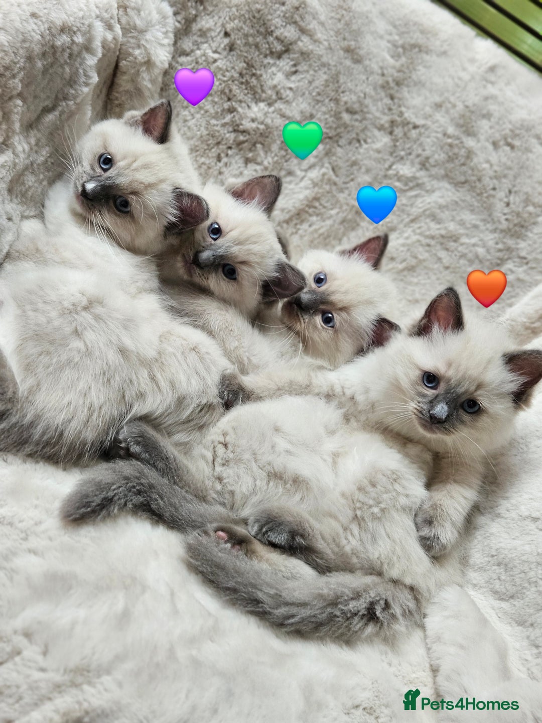 Ragdoll cats for sale: PURE RAGDOLL KITTENS 💜💙💚🤎 - Image 16