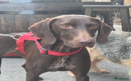 German Shorthaired Pointer dogs for adoption: Rucha, female German Shorthaired Pointer, aged 2 - Image 5