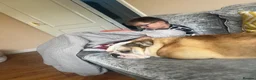English Bulldog dogs for sale: Cookie - Advert 11