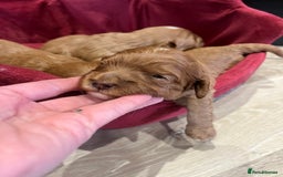 Cavapoo dogs for sale: Stunning F1 Cavapoo pups ONE GIRL LEFT - Image 5