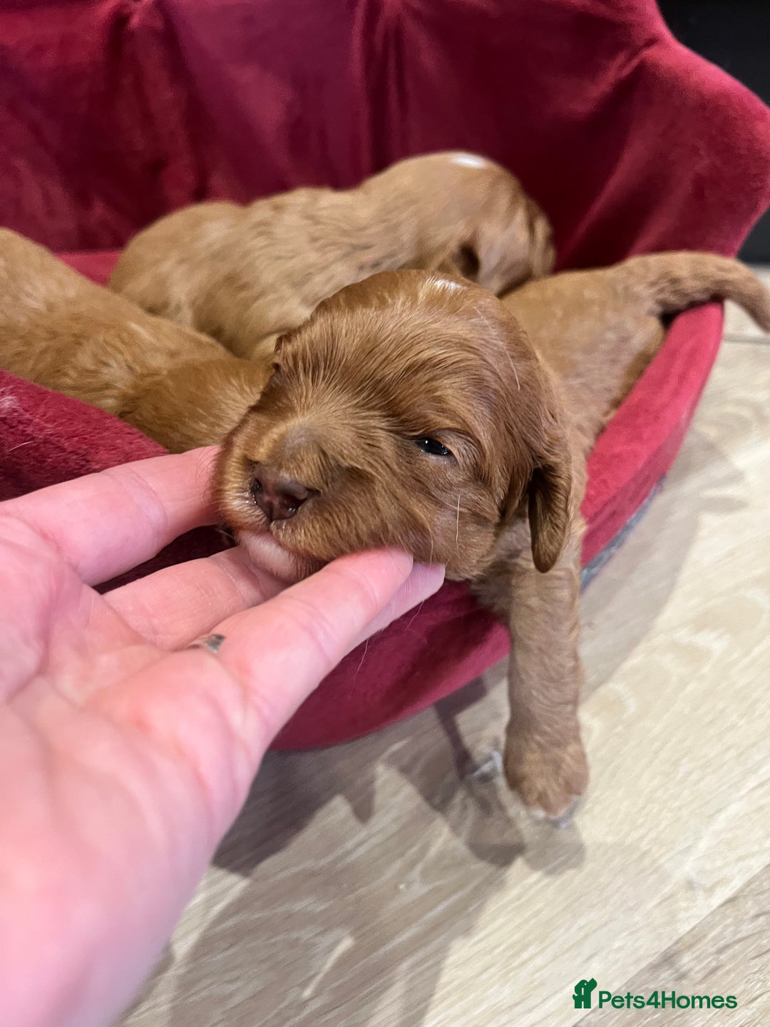 Cavapoo dogs for sale: Stunning F1 Cavapoo pups ONE GIRL LEFT - Image 5