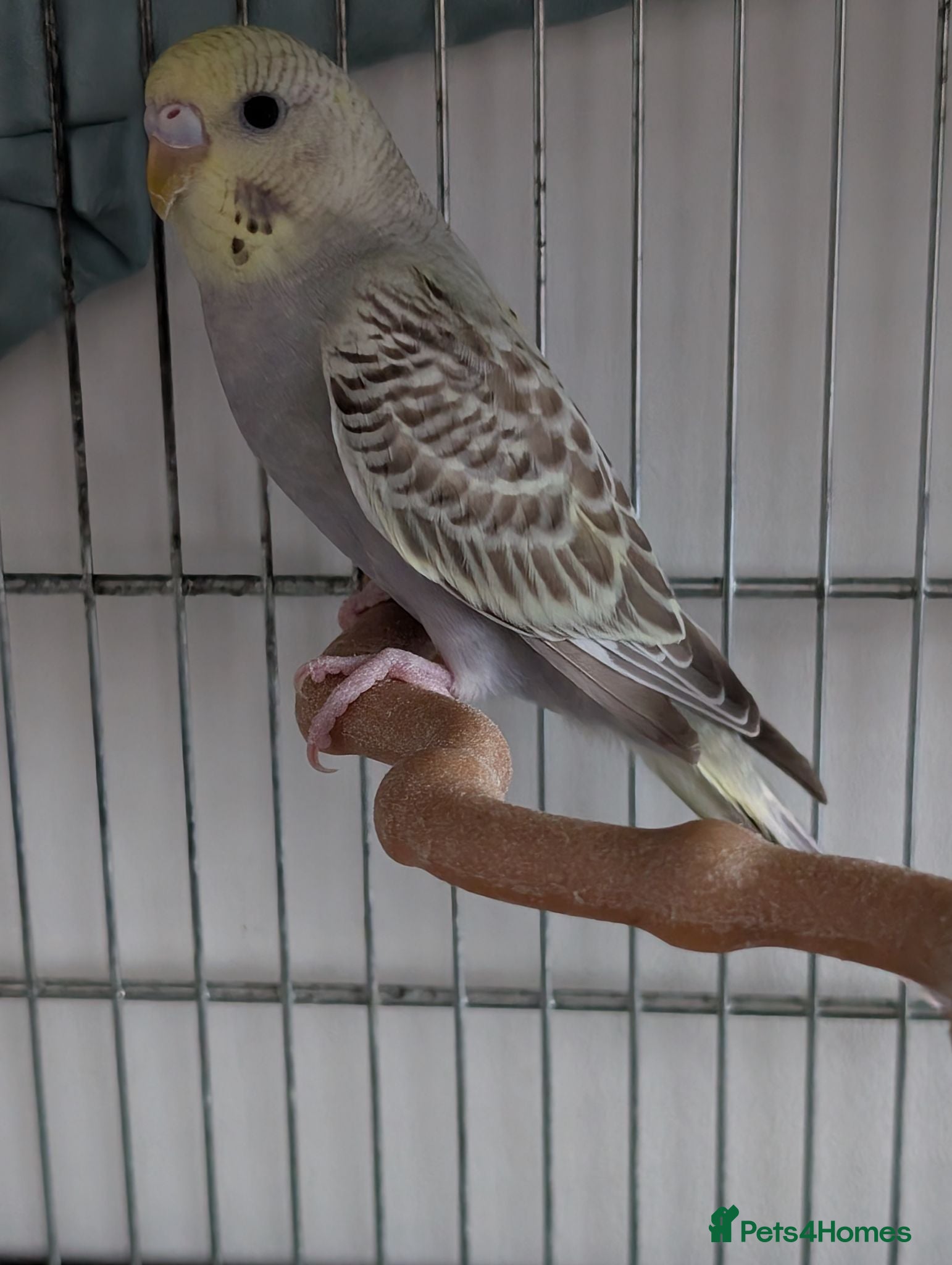 Budgerigars birds Baby budgie with cage  - Advert 2