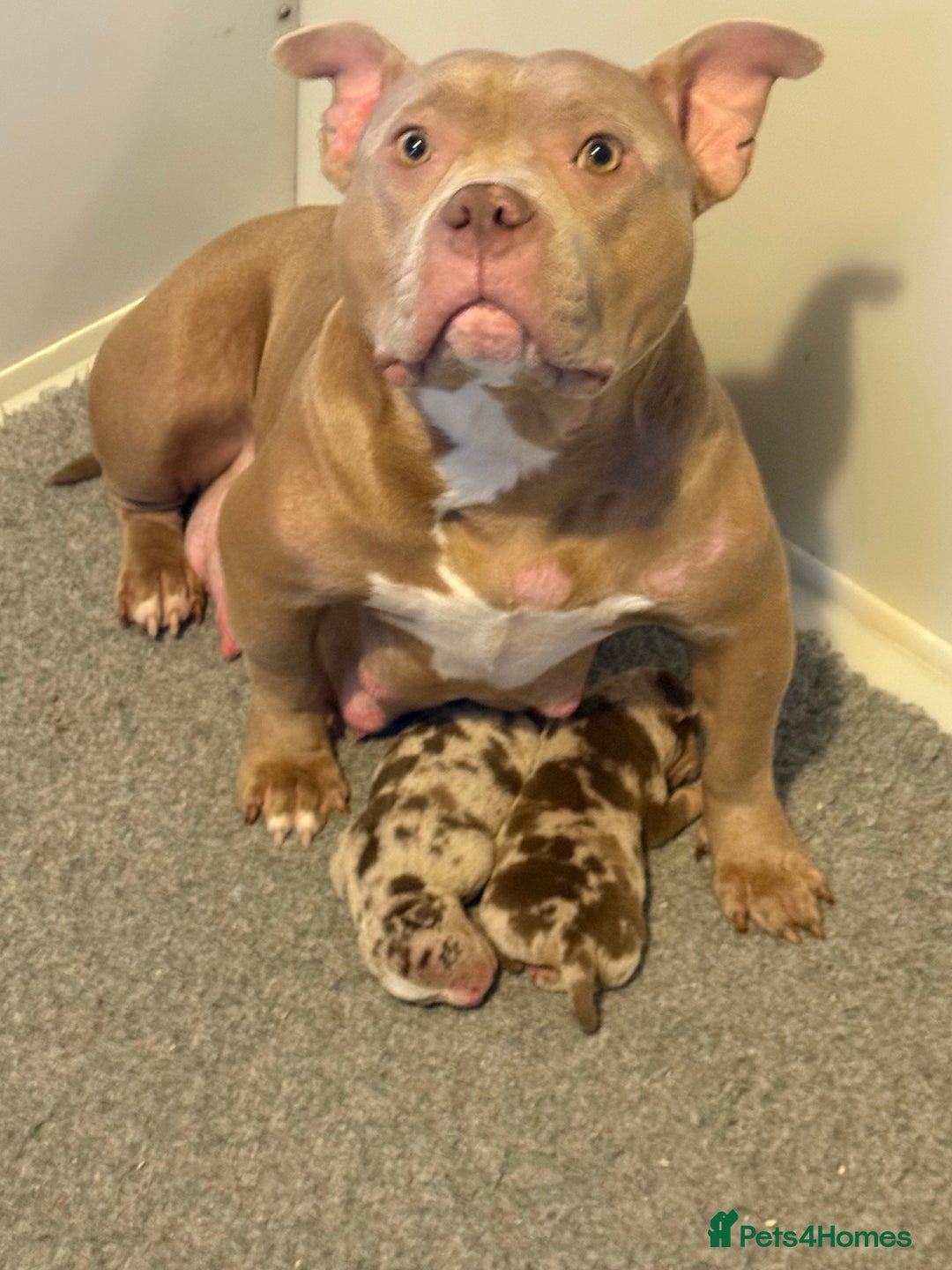 American Bully dogs for sale: Pocket bully puppies  - Image 5